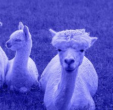 Tres llamas blancas descansando en un campo de hierba.