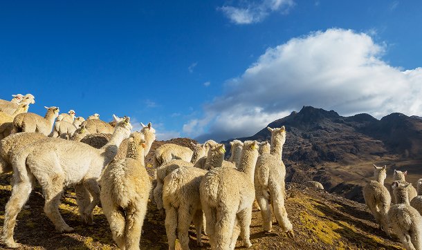 Vista panorámica de alpacas pastando en un paisaje rocoso en una ubicación natural.