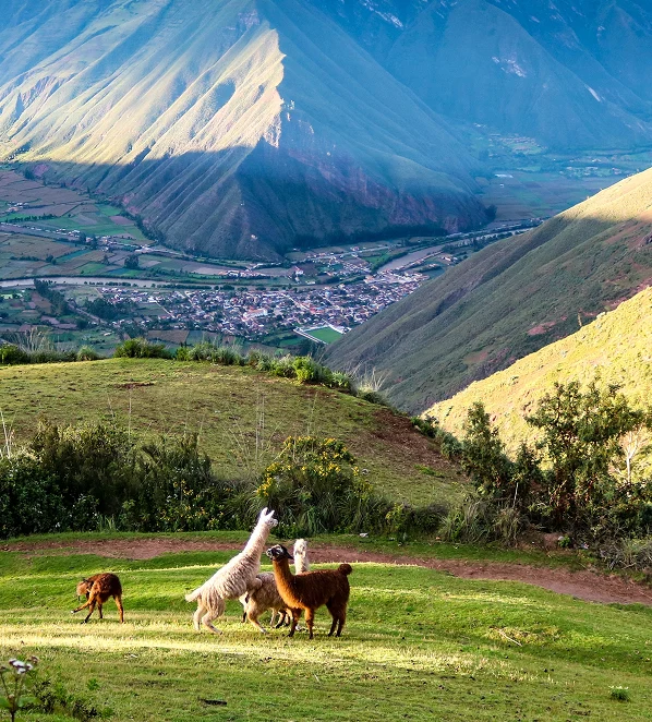 Cuatro ovejas pastando en una colina verde, con un valle y una aldea en el fondo.