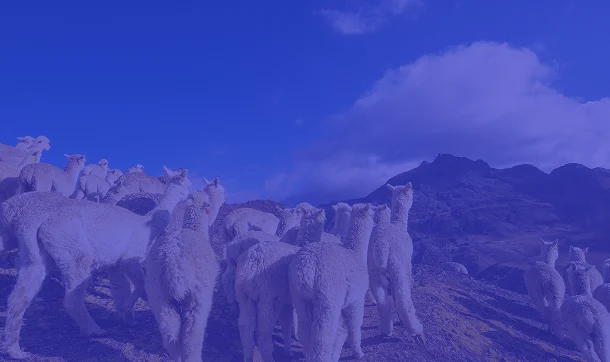 Una escena natural de llamas en una colina rocosa con un paisaje montañoso al fondo.